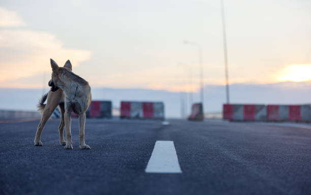 istock Outdoors on a dirt road, a dog stands on a footpath during sunset. 1336507316