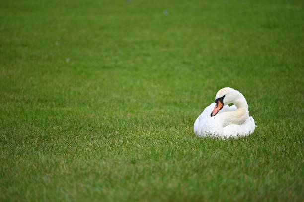 a white swan lies on the green grass