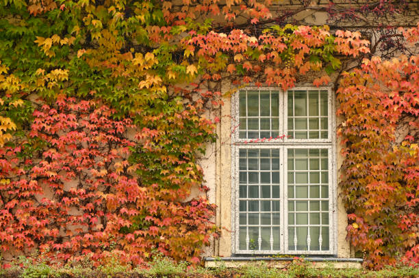 istock wall with rustic window and creeper in Vienna autumn season 1336508721