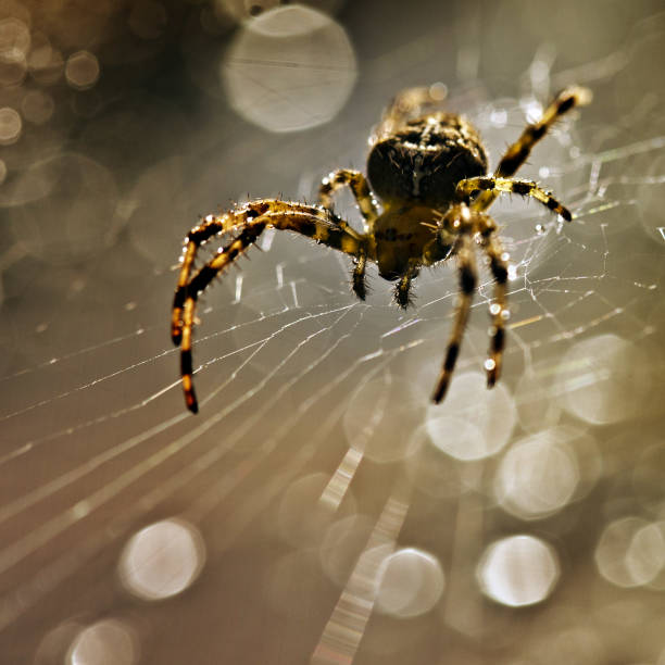 istock Spider waiting in the center of it's web 1336510243
