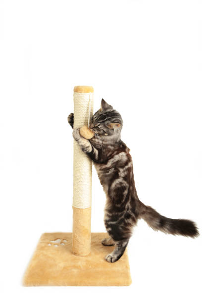 istock A cute kitten playing with scratching post isolated on a white background. 1336510742