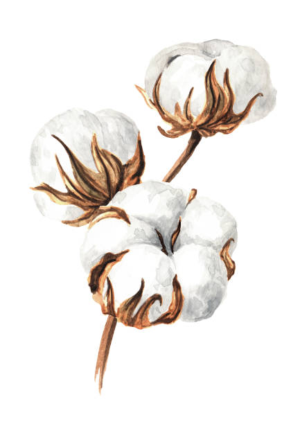 baumwollpflanze zweig mit blüten. handgezeichnete aquarellillustration isoliert auf weißem hintergrund - cotton plant dry branch stock-grafiken, -clipart, -cartoons und -symbole