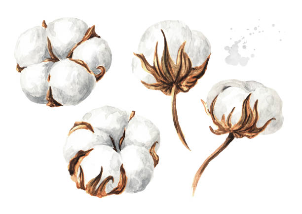 baumwollpflanzen-blumenset. handgezeichnete aquarellillustration, isoliert auf weißem hintergrund - cotton plant dry branch stock-grafiken, -clipart, -cartoons und -symbole