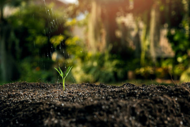 istock Pouring a young seedling plant from a watering can. 1336513680