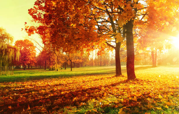istock Autumn Landscape. Fall Scene. Trees and Leaves in Sunlight Rays 1336513684