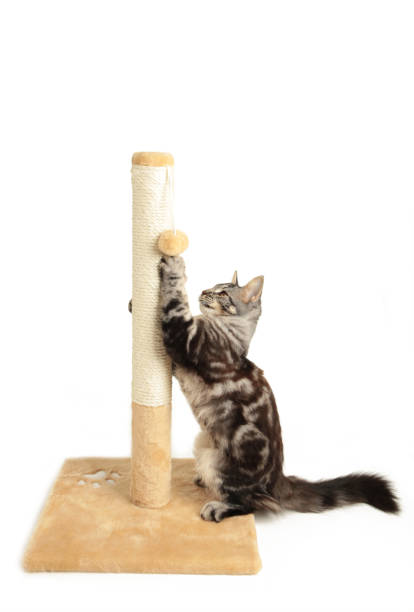 istock A cute kitten playing with scratching post isolated on a white background. 1336513765