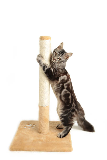 istock A cute kitten playing with scratching post isolated on a white background. 1336513918