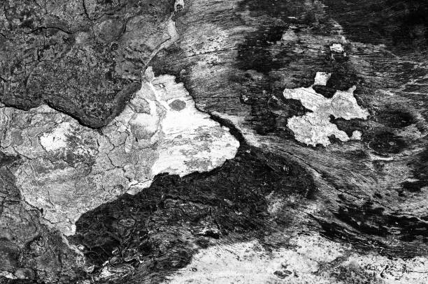 istock Black and white abstract tree trunk wood texture. Natural background. 1336514240
