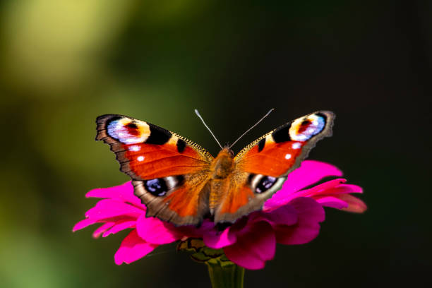 istock Peacock butterfly drinks nectar while sitting on a pink flower close-up on a dark background 1336514922