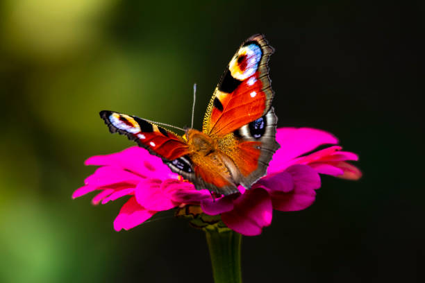 istock Peacock butterfly drinks nectar while sitting on a pink flower close-up on a dark background 1336514926