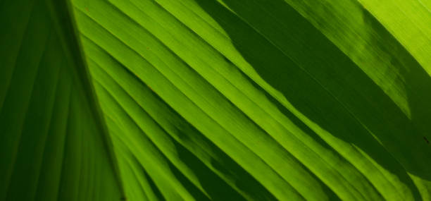istock Sunlit banana leaf showing texture detail 1336516175
