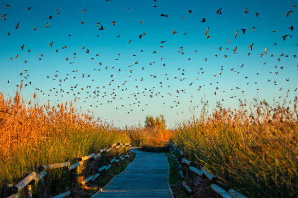 Flock of starlings flying over a wetland at sunset Flock of starlings flying over a wetland at sunset songbird stock pictures, royalty-free photos & images