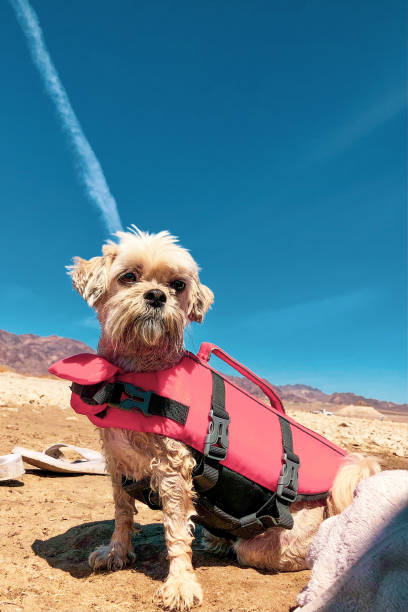 istock Malteser with swim suite 1336516605