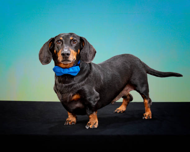 istock Black Dachshund With Blue Bow Tie With Copyspace