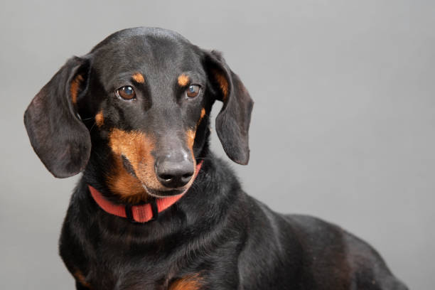 istock Black and Red Standard Dachshund Close-up Against Gray with Copyspace