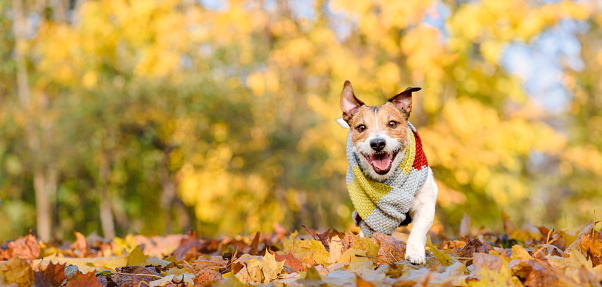 Jack Russell Terrier dog in fall park
