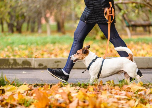 Well trained dog walking on loose leash next to owner in autumn park on warm sunny day Jack Russell Terrier in harness on lead dog walking photos stock pictures, royalty-free photos & images