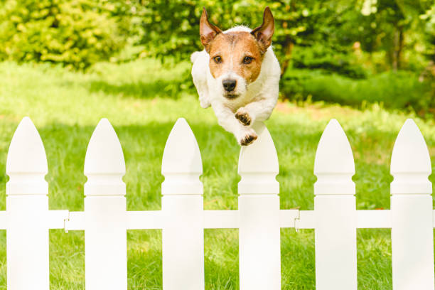 istock Agile unstoppable dog jumping over fence escaping from backyard 1336517753