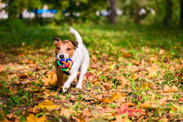 pies bawiący się w aportowanie w jesiennym parku z kolorową zabawkową piłką - dog park retrieving humor zdjęcia i obrazy z banku zdjęć