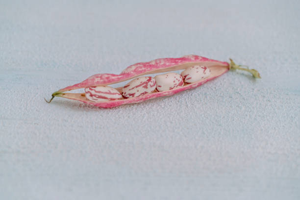 closeup of pinto beans with pod on a wooden table