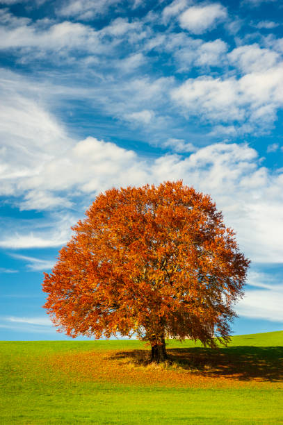 única árvore de faia grande no outono - autumn sky blue treetop - fotografias e filmes do acervo