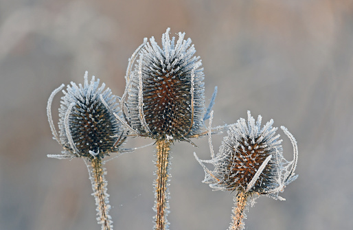 Frost covered teasels Taken mid winter on a very cold bright morning. Focus is on the foreground leaving a soft defocussed background and room for copy space.