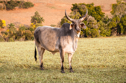 Guzerat es una raza bovina cebú, imponente, con grandes cuernos en forma de lia. Fácil de manejar, fértil y adecuado para la producción de carne y leche photo