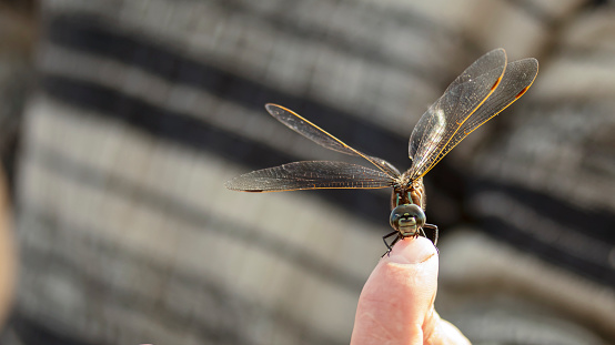 a large dragonfly sits on a human finger, macro photography