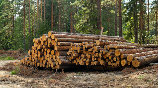 istock trunks of sawn trees are piled in a heap on the sand 1336521355