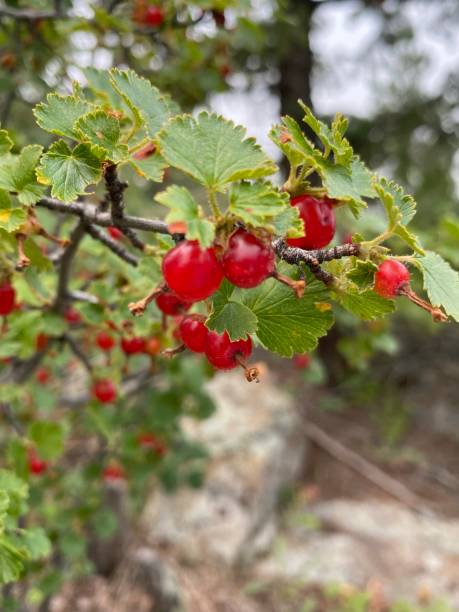 istock Squaw currant wild berry Colorado 1336522685