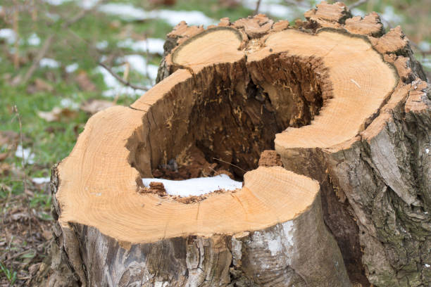 istock Cross section of an old tree, tree stump. Deforestation, forest clearing. 1336523024