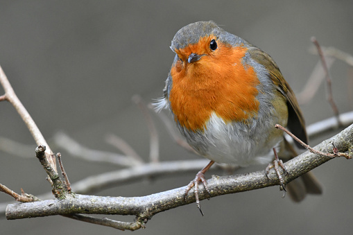 A very close up portrait of a Robin perched on a tree branch. Focus is on the main subject leaving a nicely defocused background for lots of copy space.