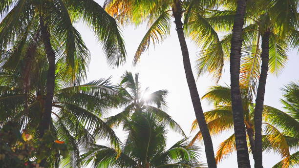 die blätter eines kokosnussbaums wiegen sich im wind gegen einen blauen himmel. heller sonniger tag am strand von waikiki, oahu hawaii. - tree wind palm tree hawaii islands stock-fotos und bilder