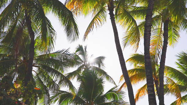 las hojas de un cocotero se balancean en el viento contra un cielo azul. brillante día soleado en la playa de waikiki, oahu hawaii. - tree wind palm tree hawaii islands fotografías e imágenes de stock