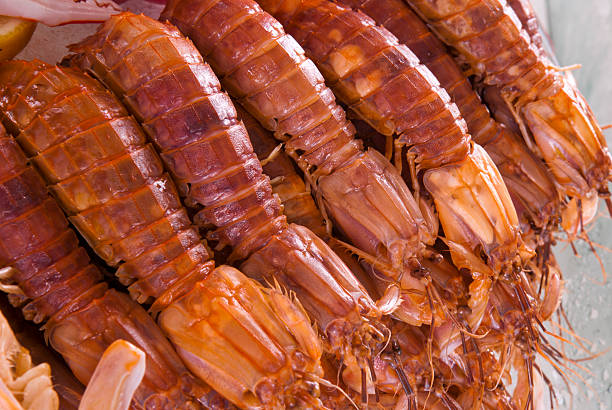 Mantis shrimp stock photo