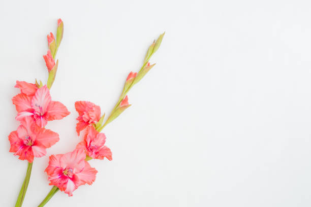 istock Flat lay frame with pink flowers on a white background 1336529210