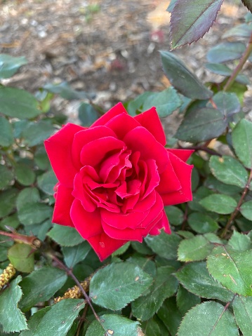 Beautiful red knock-out rose in a garden