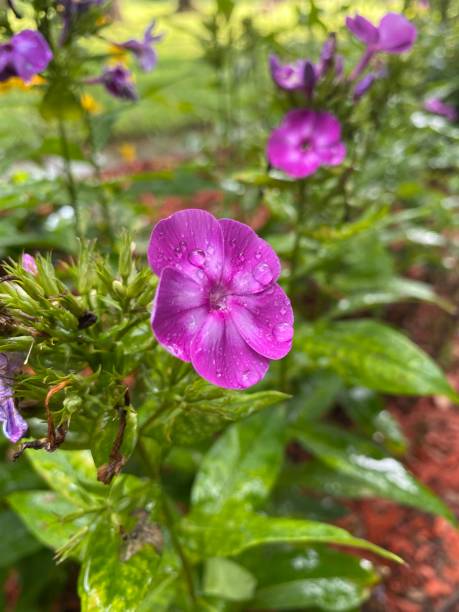 istock Purple flower with water droplets 1336530976