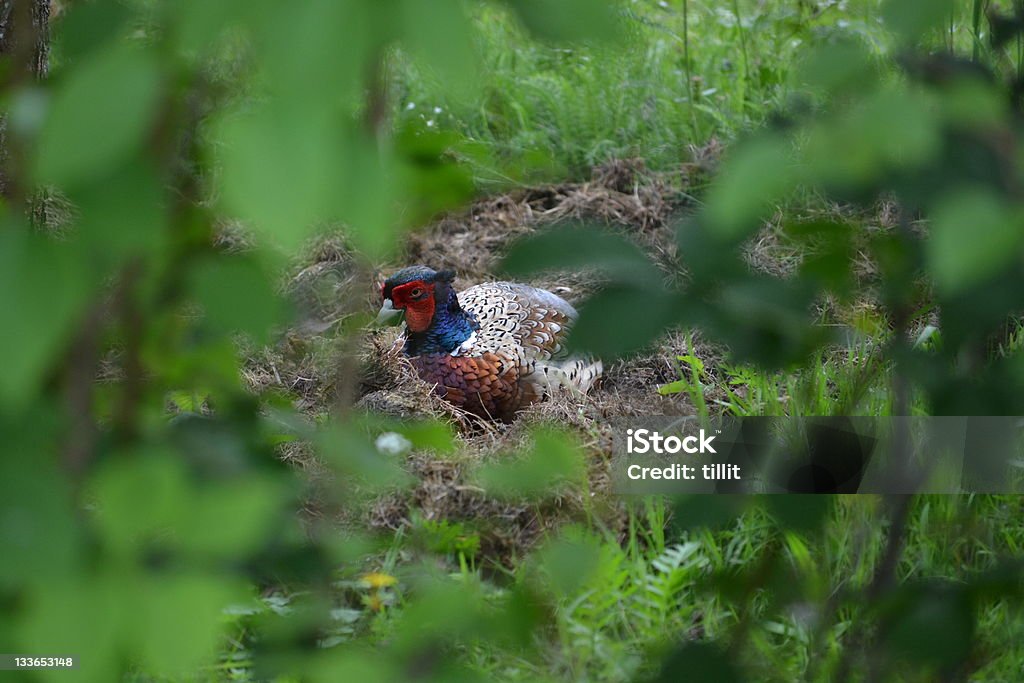 Pheasant Pheasant in a bush Bird Stock Photo