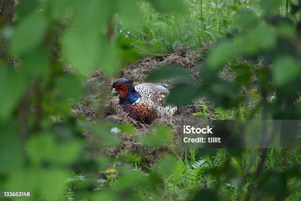 Pheasant Stock Photo - Download Image Now - Bird, Bush, Gamebird