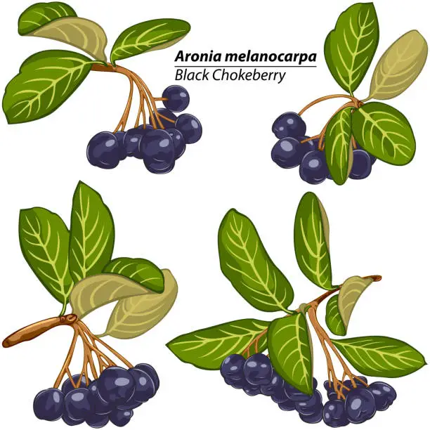 Vector illustration of Bright branches of ripen black chokeberry
