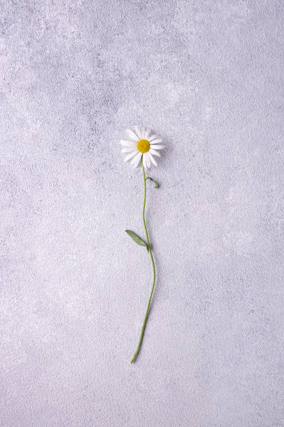 istock garden flower chamomile on gray plaster 1336534158