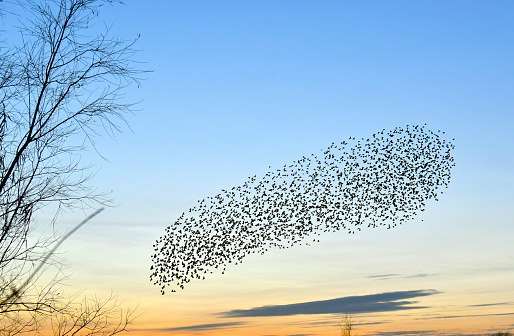 A murmuration of Starlings in abundance. Photographed against against a blue evening sky. Lots of copy space.