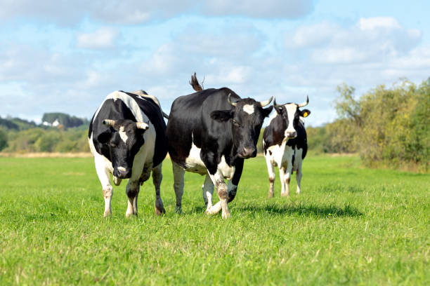 istock Three black and white cows grazes in a green meadow against a blue sky with clouds. Selective focus 1336535989