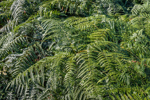 Closeup of many male fern plants in a Dutch forest on a sunny summer day.