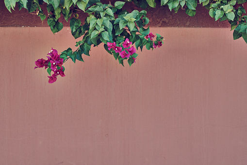 Bougainvillea flower on pink wall background