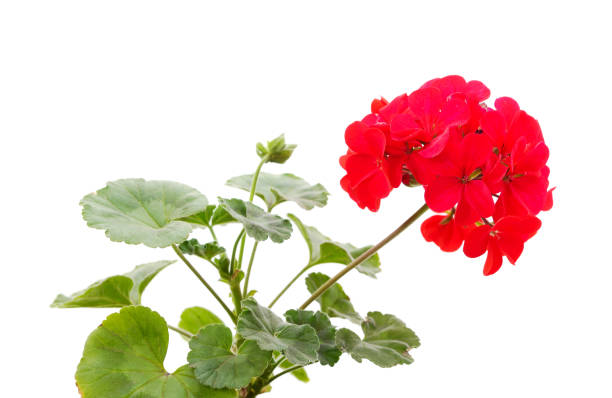 istock Red pelargonium in a flowerpot. 1336542084