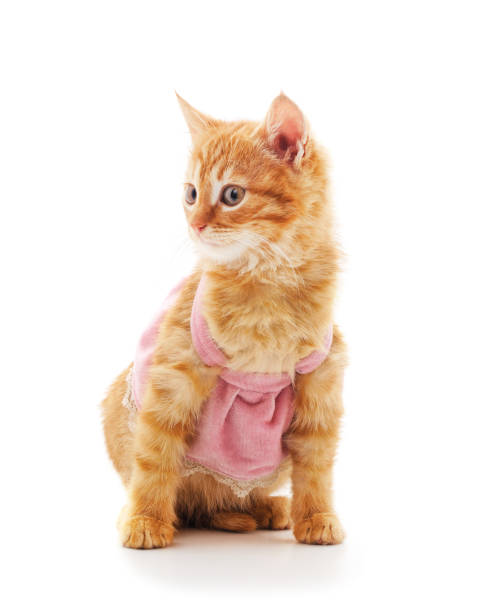 istock Little red kitten in dresses. 1336542397