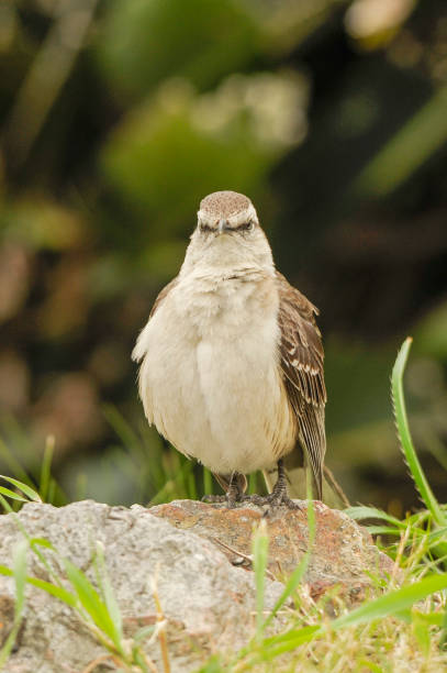 istock Birds of Uruguay in their natural environment. 1336543613
