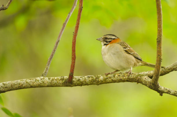istock Birds of Uruguay in their natural environment. 1336543616